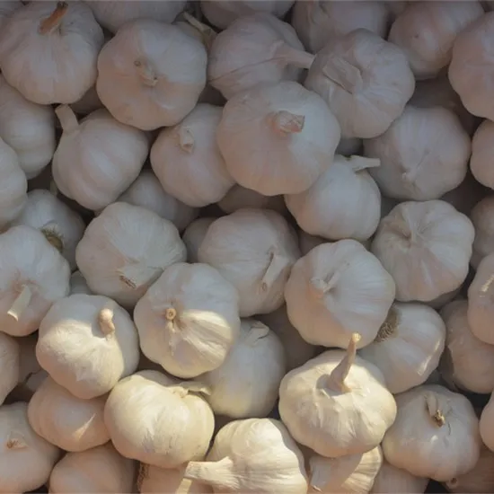 Bílý česnek